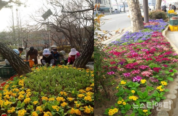 근로자들이 아름다운 봄꽃들을 도로변과 조경수 주변에 식재하고 있다. / 청주시 제공