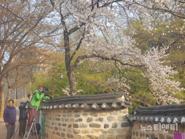 만개한 벚꽃과 봄꽃이 가득한 우암사적공원의 봄을 촬영하는 시민들 / 2019.04.06 뉴스티앤티