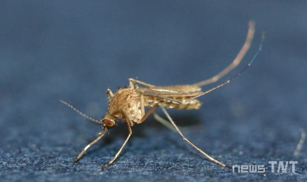 [자료사진. 작은빨간집모기] 일본뇌염 매개 모기로 알려져 있다. / 뉴스티앤티