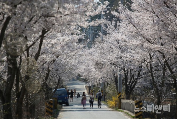 대청호 벚꽃길을 산책하는 시민들 / 2019-04-12 ⓒ 뉴스티앤티 박기봉 기자