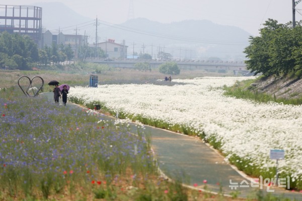 운산면(면장 김동찬)에서 아름다운 운산만들기 사업으로 조성한 약 700미터 꽃밭에 샤스타 데이지가 만개한 가운데 시민들이 꽃을 즐기며 봄을 만끽하고 있다. / 서산시 제공