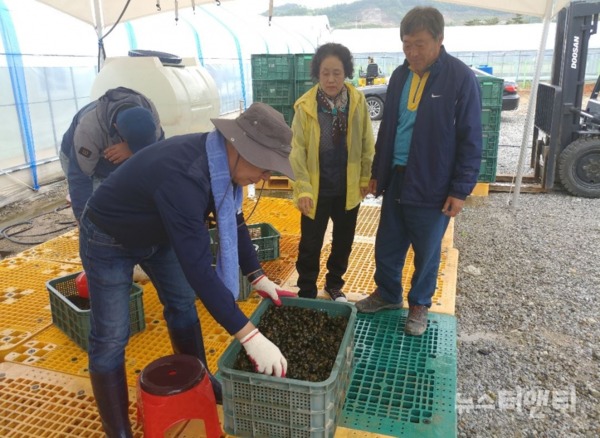 충북 괴산군 농업기술센터는 친환경인증 벼 재배농가를 위해 양식한 우렁이를 공급한다. / 괴산군 농업기술센터 제공