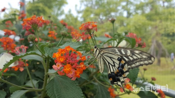 '도심 속에서 만나는 나비와 반딧불이 체험' 행사가 오는 5일부터 16일까지 대전곤충생태관에서 펼쳐진다. / 대전시 제공