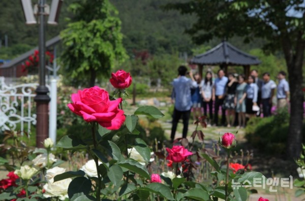 [노근리평화공원] 충북 영동군 노근리평화공원이 초여름인 6월에 접어들면서 형형색색 장미꽃 5만여 송이가 피어나 꽃의 천국을 이뤘다 / 영동군 제공