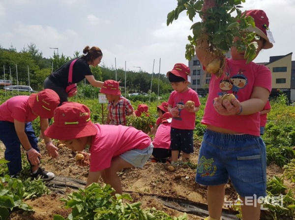 대전 유성구가 어린이집과 유치원 아이들을 대상으로 지난 4월부터 ‘어린이 도시텃밭학교’를 운영한 가운데, 지난 21일 아이들이 감자를 수확했다. / 대전 유성구 제공