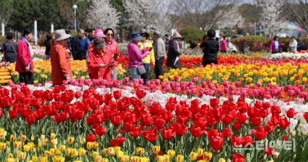 2019 태안 세계튤립 꽃 축제가 이달 13일부터 내달 12일까지 안면읍 코리아플라워파크에서 열린다. / 태안군 제공