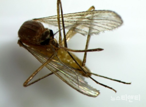 대전시 보건환경연구원은 지난 14일 채집한 모기 중에서 일본뇌염 매개체인 작은빨간집 모기를 확인했다고 밝혔다. (사진=작은빨간집 모기) / 대전시 보건환경연구원 제공