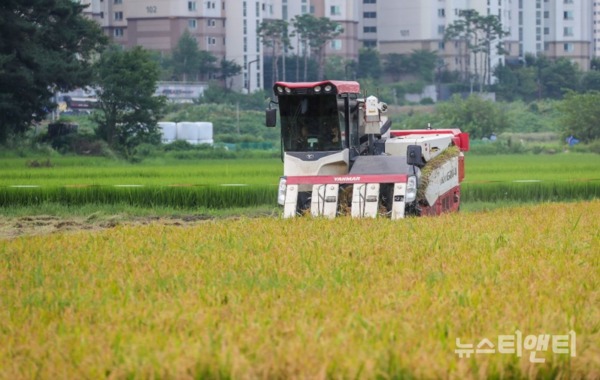 해나루쌀로 유명한 충남 당진에서 여름 무더위를 이겨내며 잘 자란 벼가 9일 첫 수확하는 기쁨을 안겼다. / 당진시 제공