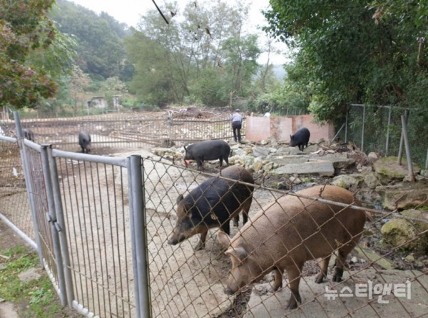 충남 공주시가 아프리카돼지열병(ASF)에 선제적으로 대응하기 위해 소규모 농가에서 키우는 돼지를 모두 살처분하기로 했다 / 공주시 제공