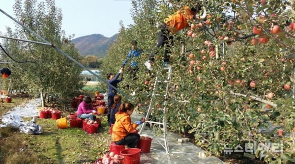 가을철 농촌일손돕기 모습(사진=사과농장에서 자원봉사자들이 사과수확을 돕고 있다) / 영동군 제공
