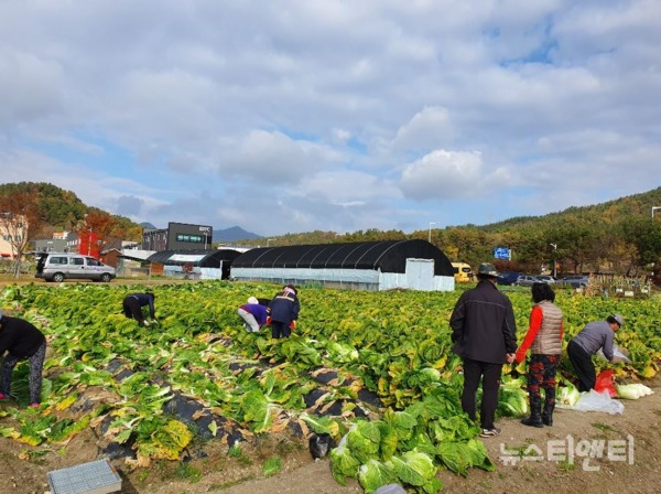 공영도시농업농장에서 배추를 수확하는 모습 / 대전시 제공