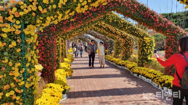 [유림공원 국화축제] 형형색색의 국화꽃 터널 사이로 걸어오는 시민/&nbsp;© 뉴스티앤티 2019-10-27