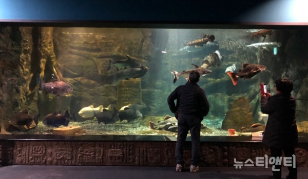 국내 최대 규모의 민물고기 생태관 단양다누리아쿠아리움이 365일 즐기는 관광지로 인기다. / 단양군 제공
