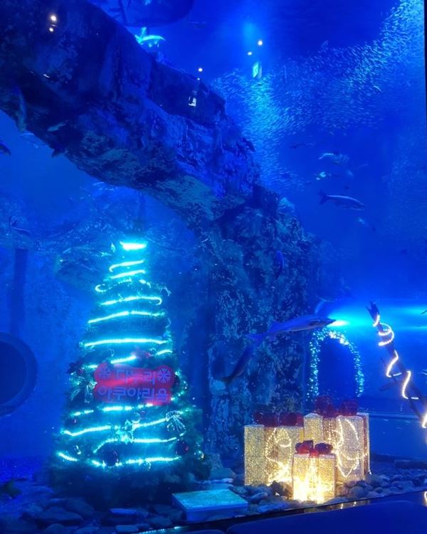 단양다누리아쿠아리움 메인수조에 설치된 대형 크리스마스 트리 / 단양군 제공