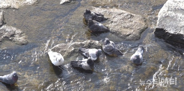 맑고 포근한 날씨에 물가에서 놀고 있는 비둘기들 /  ⓒ 뉴스티앤티 ⓒ 뉴스티앤티