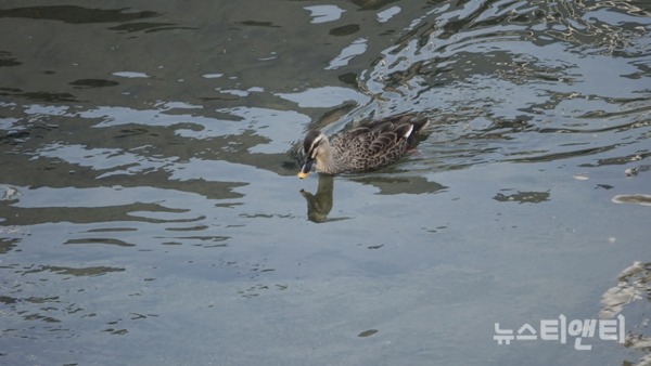 포근한 날씨에 물에서 놀고 있는 오리 /  ⓒ 뉴스티앤티
