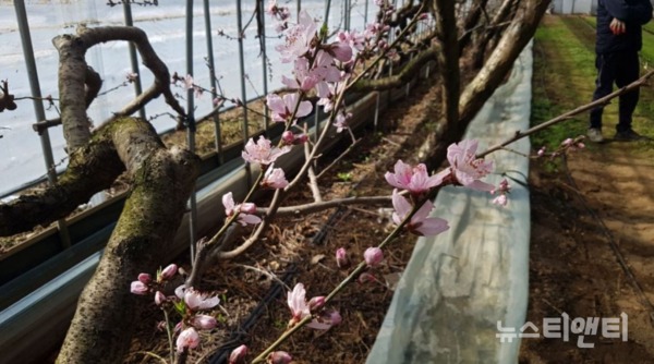 18일, 복숭아가 분홍 꽃망을을 터뜨리며 봄을 알리고 있다.(사진=충북 청주 복숭아 재배 농가 비닐하우스) / 청주시 제공