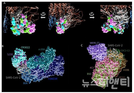 코로나19 바이러스 스파이크 단백질의 3차원 구조(A)와 사스 중화항체 (B) 및 메르스 중화항체(C) 결합 예측 / 한국화학연구원 제공