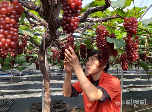 청년농업인 송일구씨가 7일 올해 전국 최초로 씨 없는 포도로 잘 알려진 ‘델라웨어’포도를 수확하고 있다. / 대전시 제공