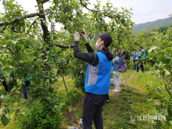 충북도교육청은 22일 보은군 노티리 마을을 찾아 사과나무 500여 그루의 적과 작업을 도왔다. / 충북도교육청 제공