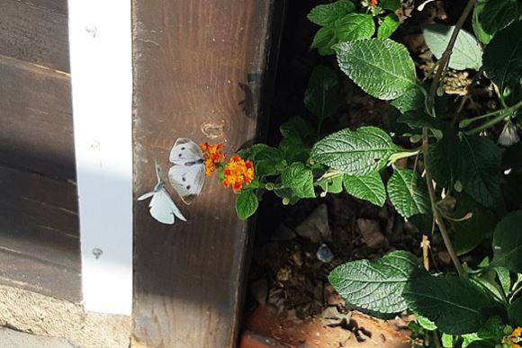 유리온실 속 나비 / 대전곤충생태관 홈페이지