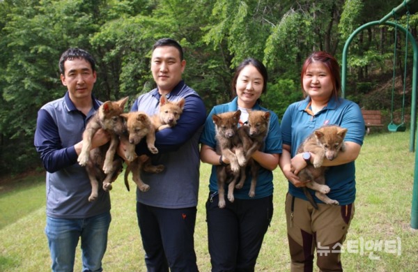 대전 오월드가 한국늑대 번식사업 5년만에 오는 6일 새끼늑대를 공개한다. / 오월드 제공