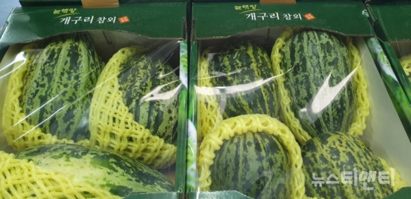 천안시 성환 지역의 특산품으로 매년 6월에만 맛볼 수 있는 유일한 제철 과일 ‘성환 개구리참외’가 출시된다 / 천안시 제공