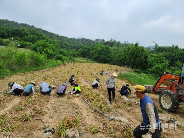충북 보은군 공무원 직원 30여 명이 5일 탄부면 평각리 일대 마늘 농장을 찾아 농촌일손돕기 운동을 실시했다. / 보은군 제공