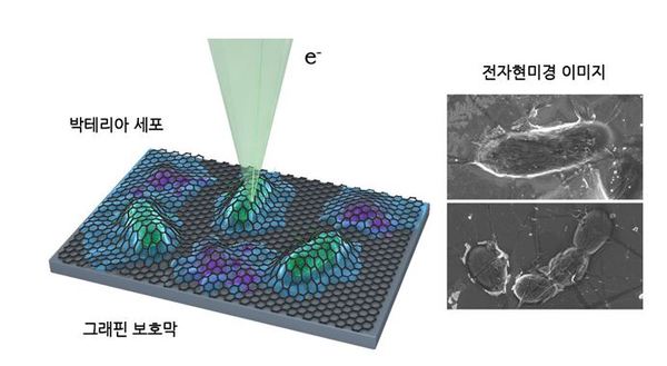 KAIST 연구팀이 세계 최초로 포착한 살아 있는 대장균 세포 이미지(오른쪽). 그래핀 액상 셀을 이용한 대장균 세포 관찰 방법(왼쪽) / KAIST 제공