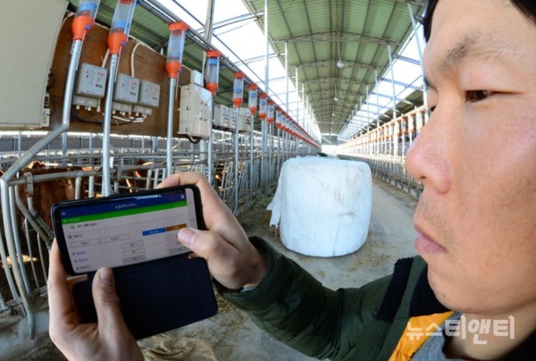 스마트폰으로 축산 스마트팜 시스템을 제어하는 모습 / 충청북도농업기술원 제공