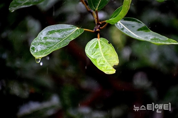 빗물(자료사진) / pixabay
