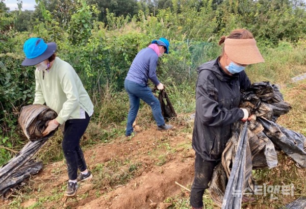 기획홍보담당관 직원들이 청안면의 한 농가에서 고추밭 비닐을 제거하고 있다. / 괴산군 제공