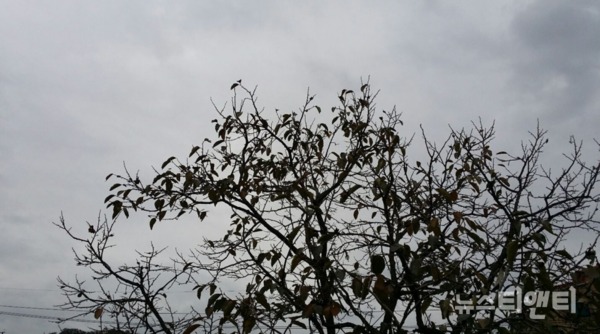먹구름이 하늘에 가득한 가운데 감나무 잎새로 약한 빗방울이 떨어지고 있다. / 2020.11.01 ⓒ 뉴스티앤티