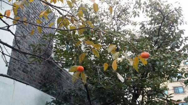 어제 겨울을 재촉하는 가을비가 촉촉히 내린 가운데 감이 더 붉게 익었다. / 2020.11.02 ⓒ 뉴스티앤티