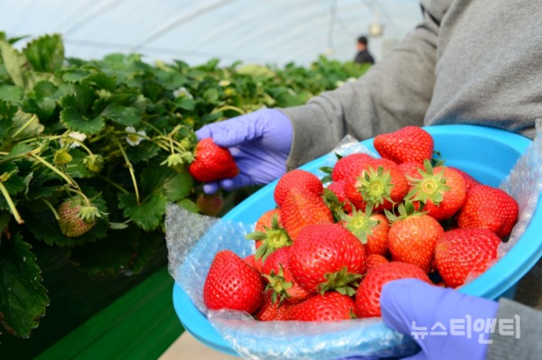 지난 19일 홍성군 금마면 딸기농가에서 아리향 딸기를 수확하고 있다 / 홍성군 제공