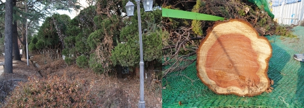 대전시가 구 충남도청의 담장 약 103m 철거와 도청사 내에 식재된 약 50년~80년생 향나무(오른쪽) 등 100주 넘는 정원수를 절단 폐기한 모습 / 뉴스핌 제공