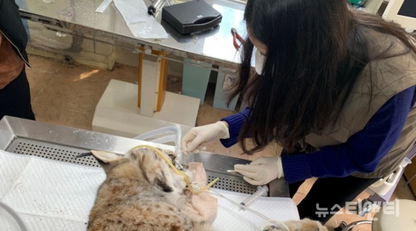환경부 산하 국립생태원 직원이 스라소니의 코로나19 검사를 하고 있다. / 청주동물원 제공