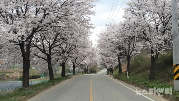 천안시의 대표 봄꽃 축제인 ‘천안북면위례벚꽃축제’가 작년에 이어 올해도 전면 취소됐다. (자료사진=벚꽃이 만개한 모습) / 천안시 제공