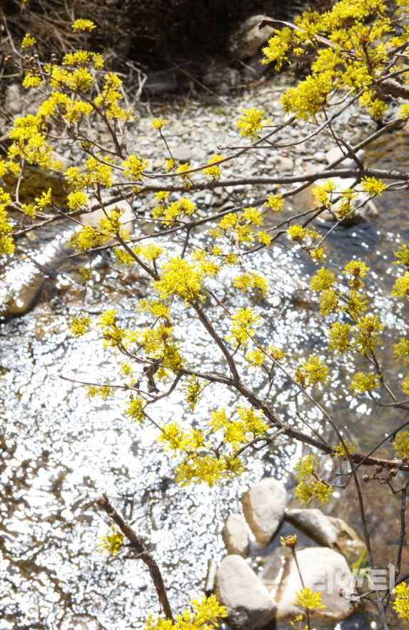 충북 단양군 가곡면 보발리 마을에 봄을 알리는 산수유 꽃이 만개했다. / 단양군 제공
