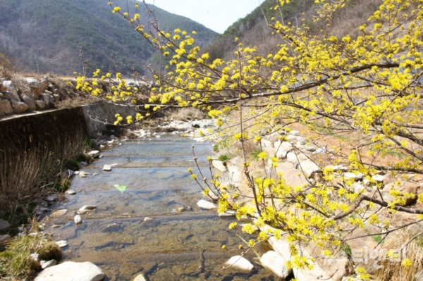 충북 단양군 가곡면 보발리 마을에 봄을 알리는 산수유 꽃이 만개했다. / 단양군 제공