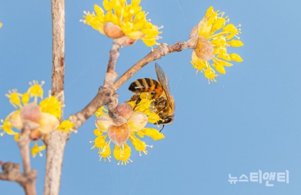 산수유 꽃이 활짝 핀 가운데, 꿀벌 한 마리가 산수유 꽃의 꿀을 모으고 있다. / 국립세종수목원 제공