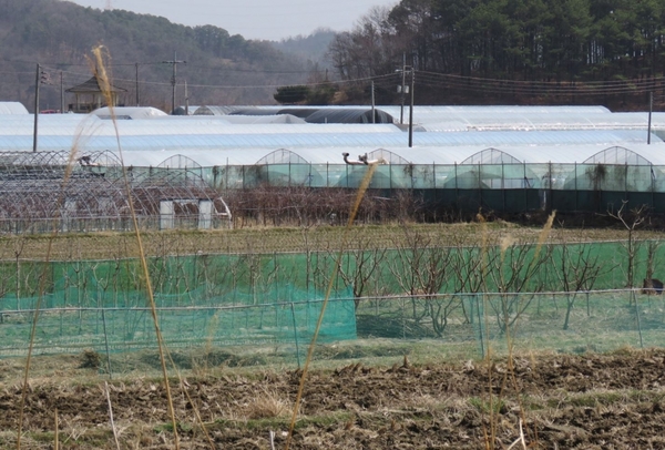 대전 특구3단계 개발 예정지 대동·금탄지구 묘목밭 / ⓒ 뉴스티앤티