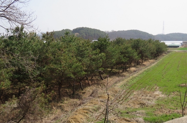 대전 특구3단계 개발 예정지 대동·금탄지구 묘목밭 / ⓒ 뉴스티앤티