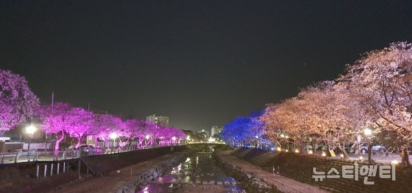 금산천 벚꽃길에 야간경관조명 / 금산군 제공