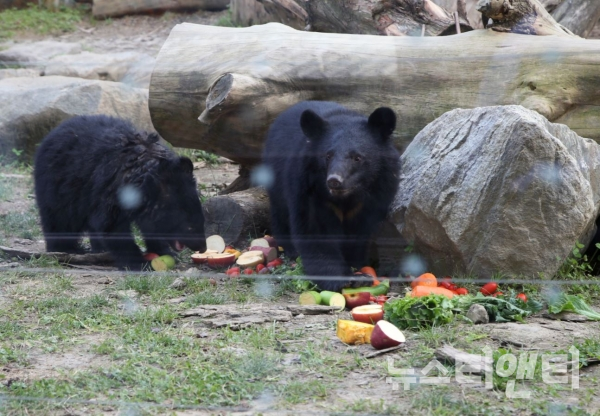 청주동물원 곰 사육장. 새끼 곰이 먹이를 먹다가 유리벽 너머에 있는 사람들을 바라보고 있다.
