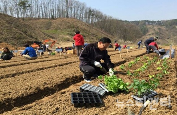 세종시 주말농장 잔여 텃밭, 5월 상순까지 분양 세종시 주말농장 잔여 텃밭, 5월 상순까지 분양