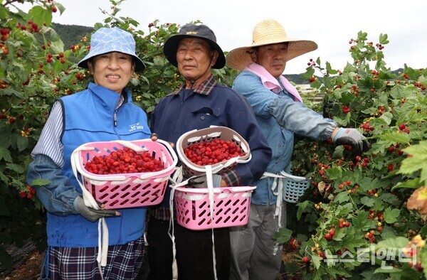옥천읍 대천리에서 15년째 산딸기 농사를 짓고 있는 이석봉(77), 정애자(68) 씨 부부가 산딸기 밭에서 수확의 기쁨을 맛보고 있다. / 옥천군 제공