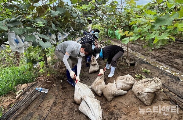 충남도 인재개발원 정예공무원 교육과정 교육생들이 24일 부여군 은산면 일대 포도·딸기 농가에서 집중호우에 침수·파손된 현장의 피해 복구를 지원하고 있다. / 충남도 인재개발원 제공
