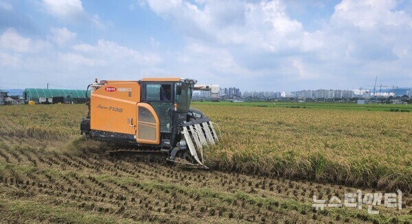 26일 충남 서산시 수석동 일원 이병선(68세)씨 논에서 벼 베기를 하고 있다. / 서산시 제공