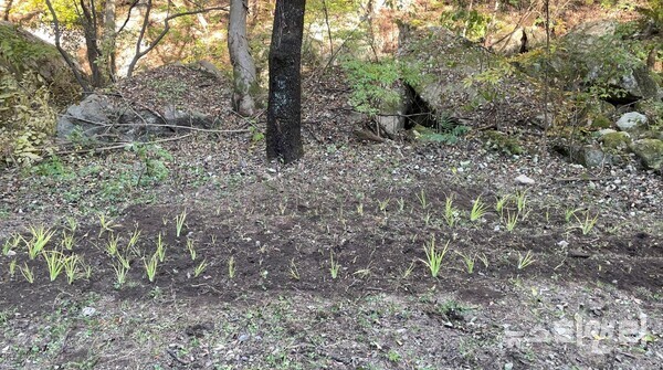 충남도 산림자원연구소는 지난 25일과 26일 덕산도립공원과 대둔산도립공원에 멸종위기 희귀식물 5종을 식재했다.(사진=부채붓꽃을 식재한 모습 / 충남도 산림자원연구소 제공)